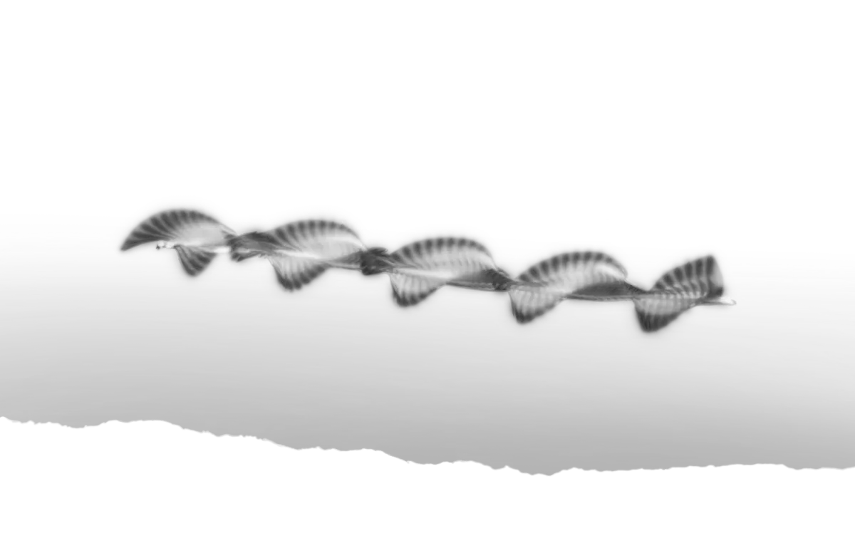 Séquence d’un oiseau en vol, capturée en mouvement, créant un effet visuel de répétition des ailes.