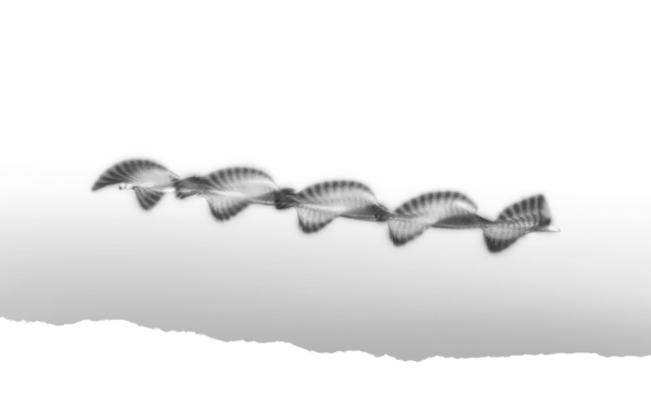 Séquence d’un oiseau en vol, capturée en mouvement, créant un effet visuel de répétition des ailes.